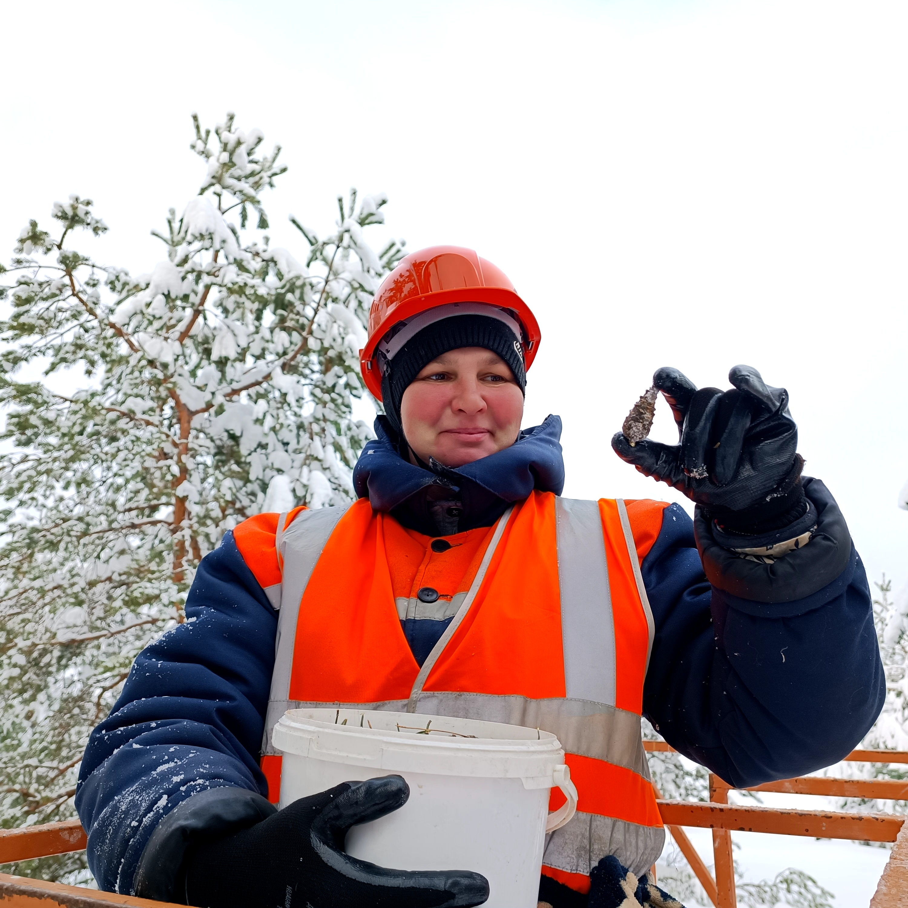 Зима пришла. Созрели шишки