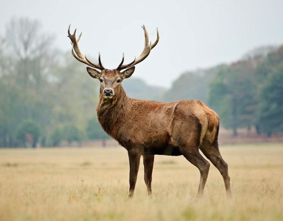Встретили новоселов