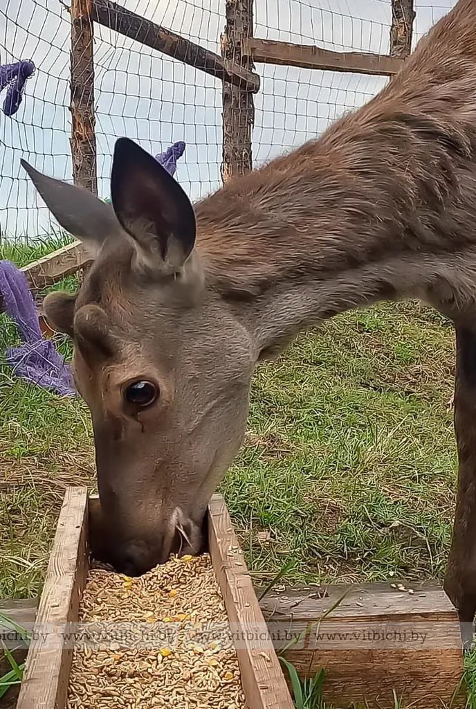 В Суражском лесхозе выпустили на волю благородных оленей